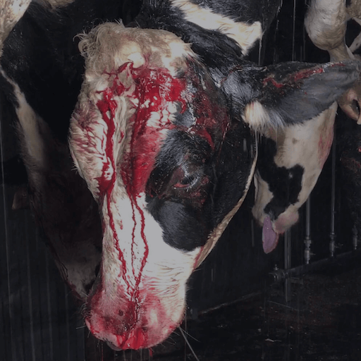 Krvava krava u industriji